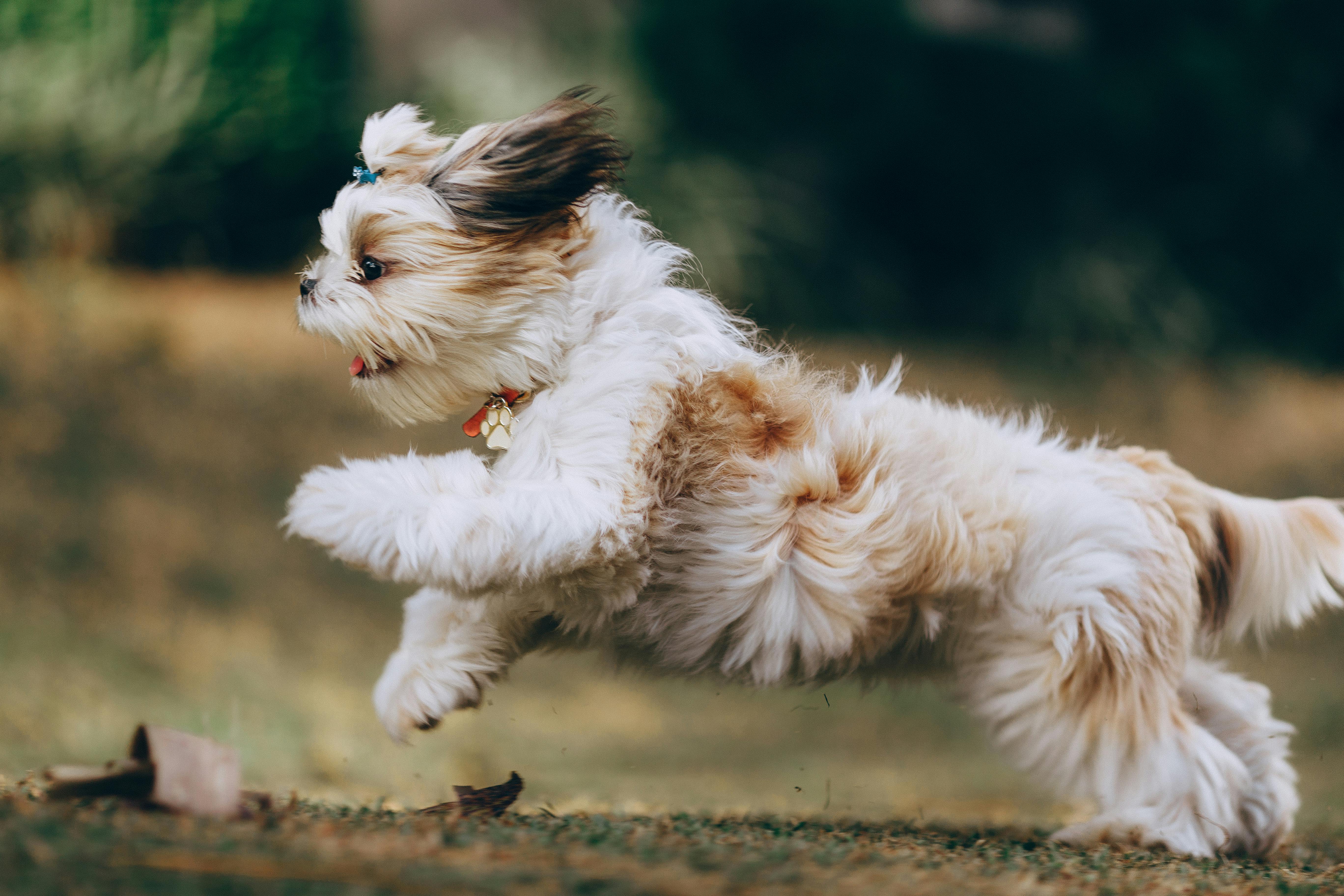 Happy pets playing