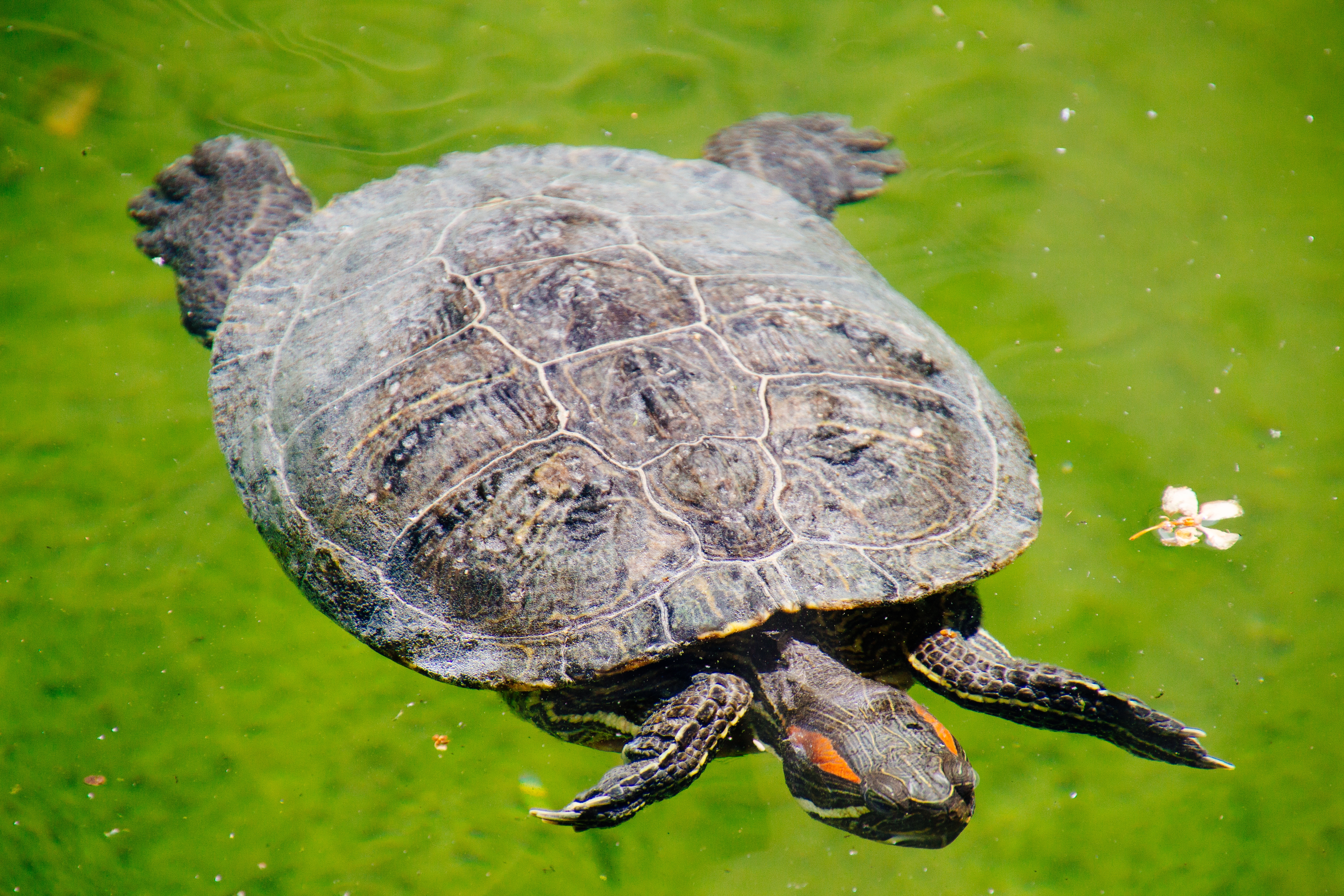 Tortoises