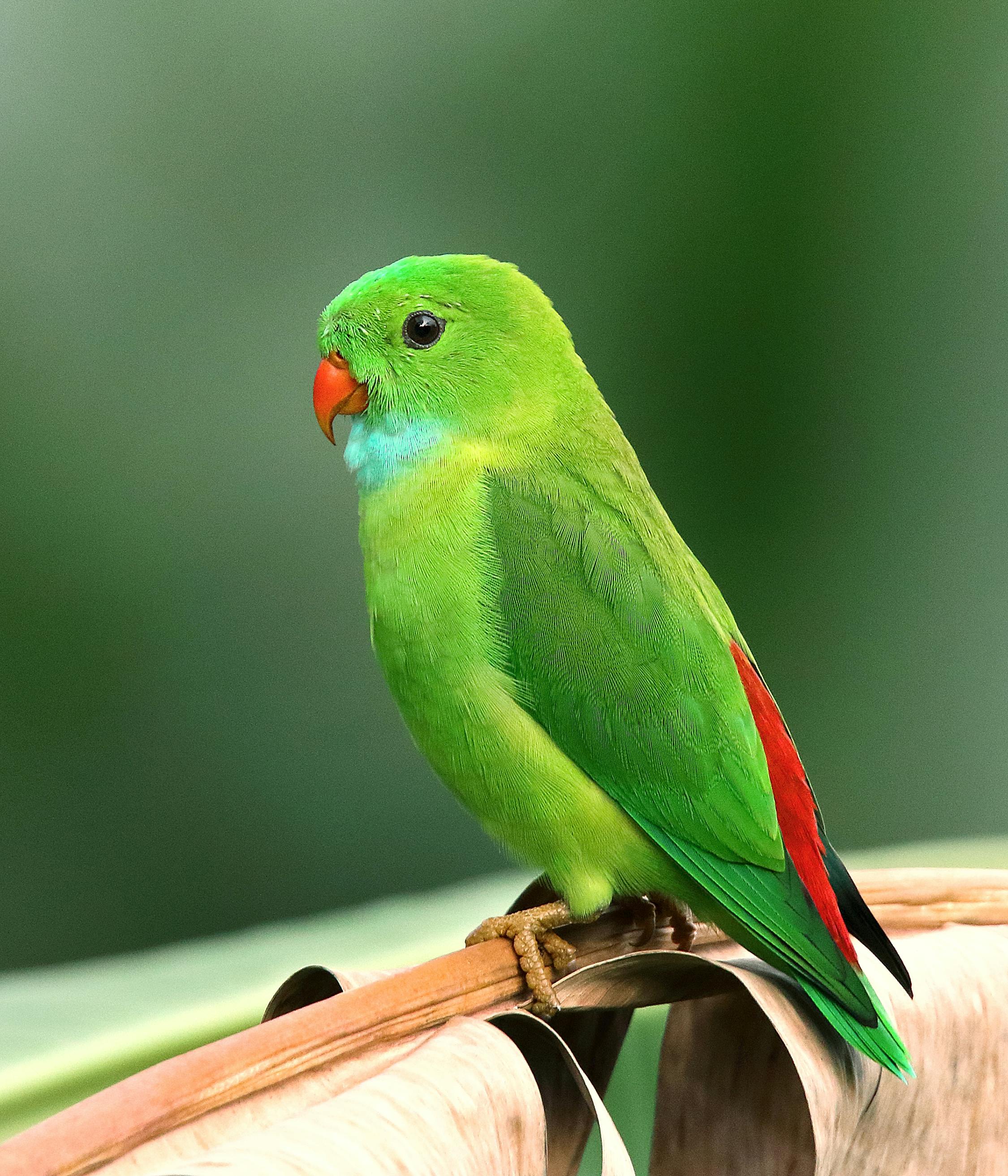 Birds