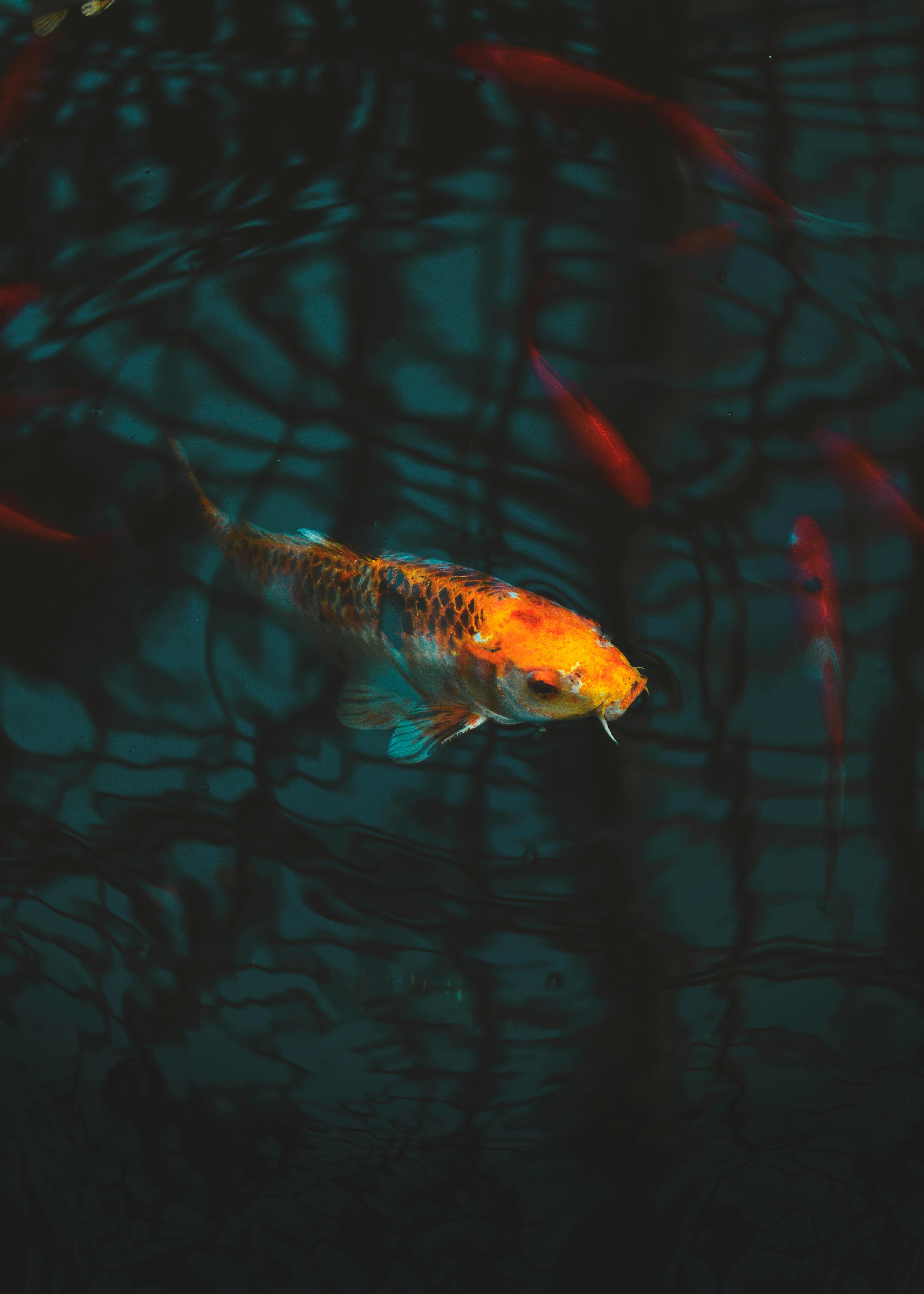 Fish