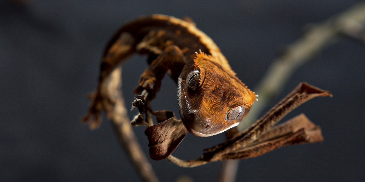 Gecko