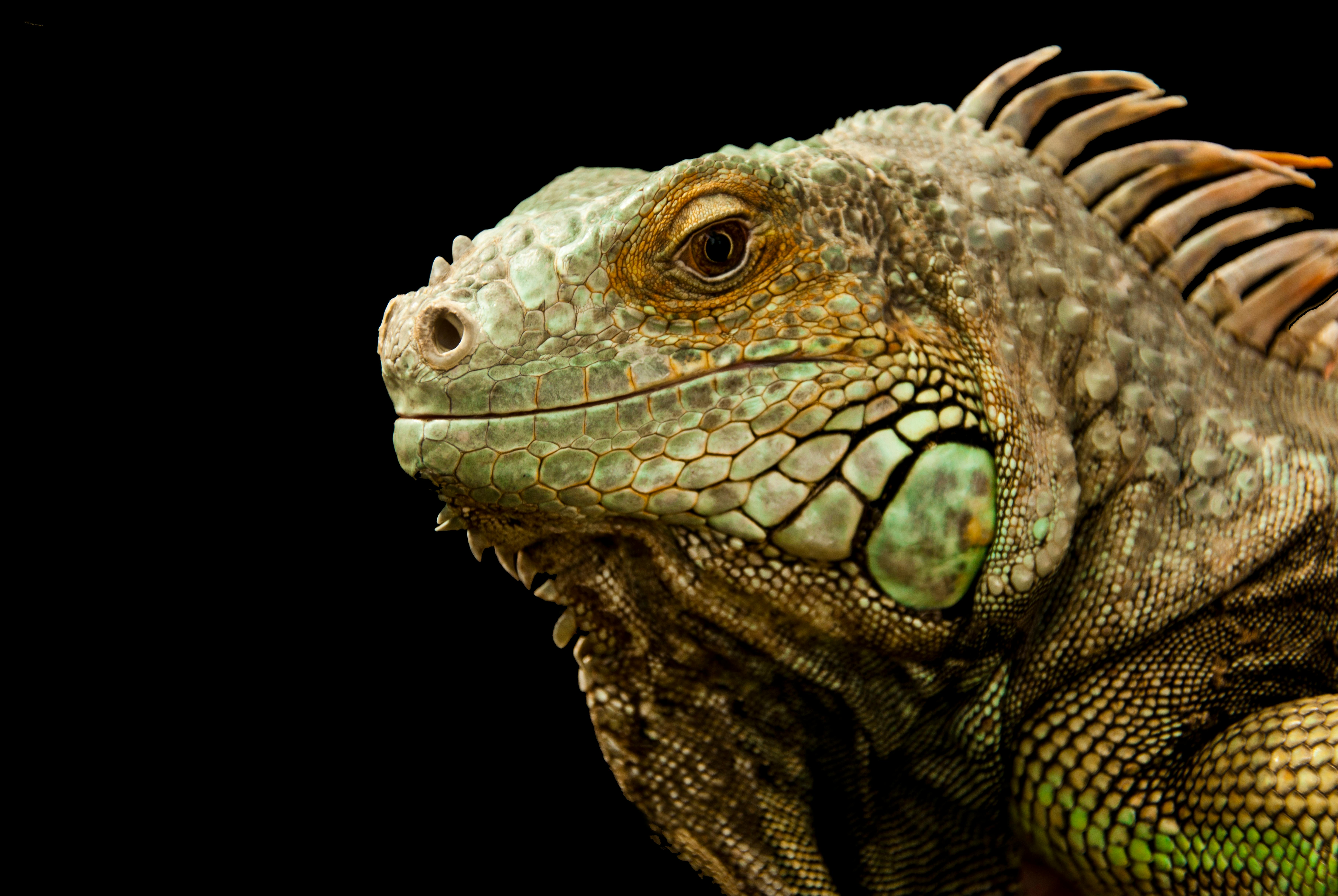 Lizards