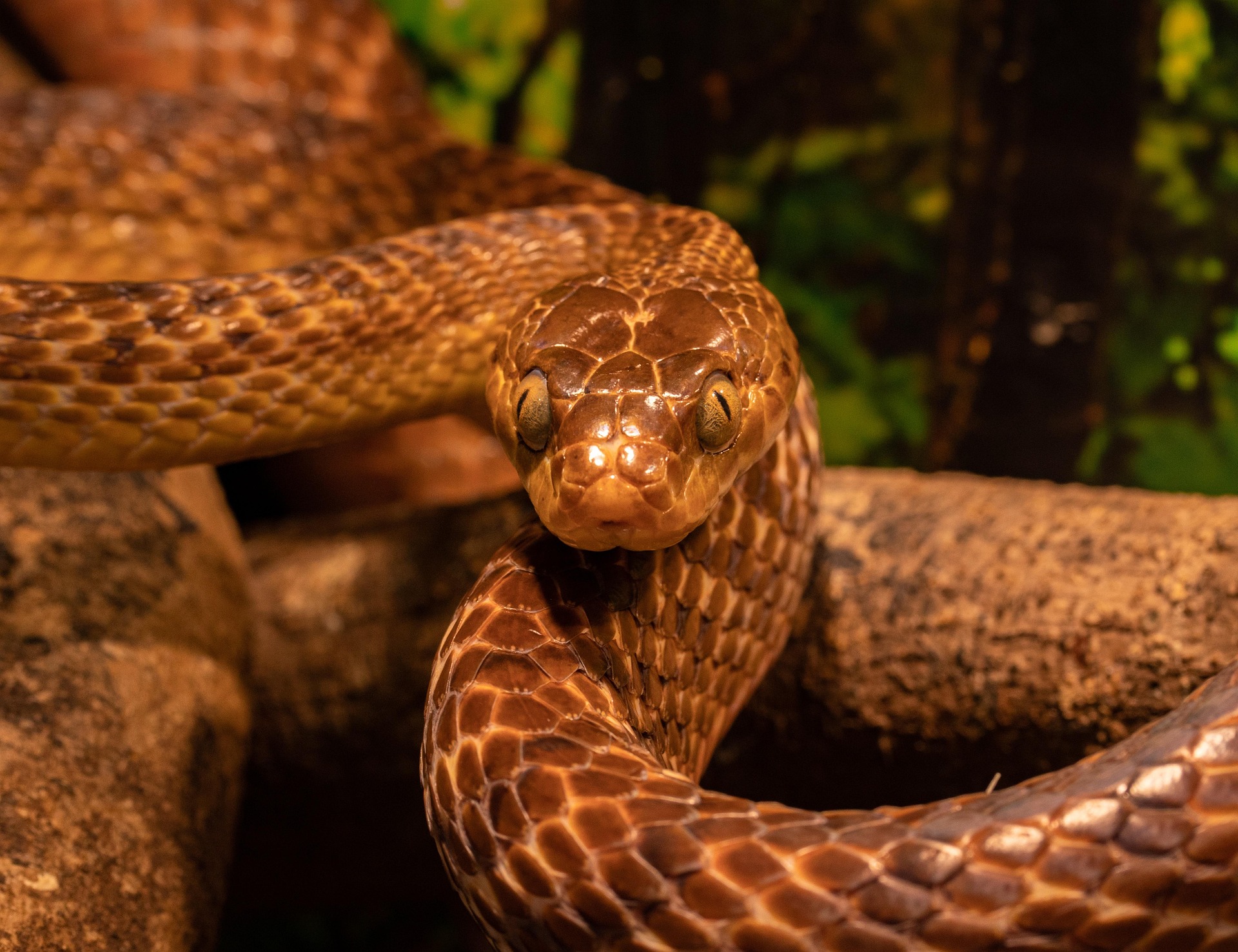 Snakes